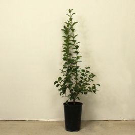 Common Privet 40/60cm 2L pot