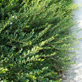 Lonicera nitida hedge plants