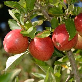Apple-Tree-Braeburn-Bare-Root
