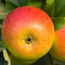 Apple-Tree-Cox's-Pippin-Orange-bare-root