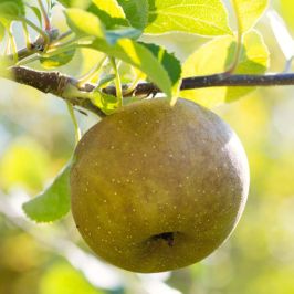 Apple-Tree-Egremont-Russet-Bare-Root