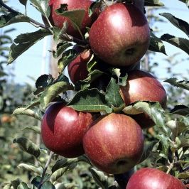 Apple-Tree-Gala-Bare-Root