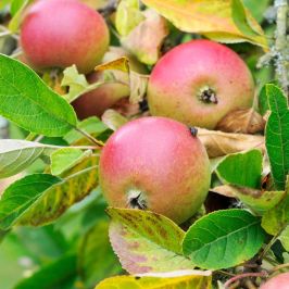 Apple-Tree-Laxtons-Superb-Bare-Root
