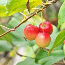 Apple-Tree-Red Devil-Bare-Root