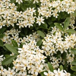 Choisya ternata hedging close up