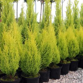 Cupressus macrocarpa Goldcrest pot grown