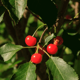Morello Cherry Tree Flowers