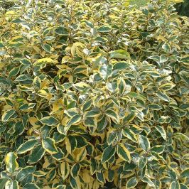 Elaeagnus x ebbingei 'Gilt Edge' hedging