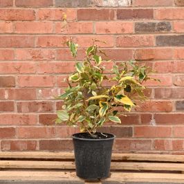 Oleaster 'Gilt Edge' 40 60 5L Pot
