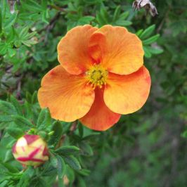 Potentilla Orange flower
