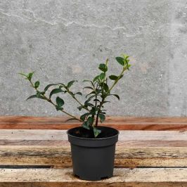 (Burkwood Osmanthus) Osmanthus burkwoodii 10/20cm 9cm pot