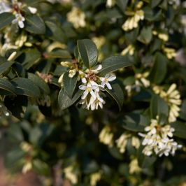 Osmanthus x burkwoodii hedging