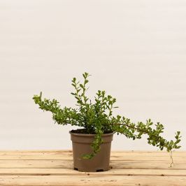 Pink Escallonia 20/30cm 2L pot