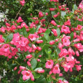 Escallonia 'Donard Seedling' hedging