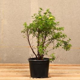 (Potentilla 'Goldfinger' (Yellow)) Yellow Potentilla 20/30cm 2L pot