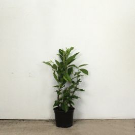 (Prunus 'Rotundifolia' Caucasica) Laurel 'Caucasica' 40/60cm 2L pot