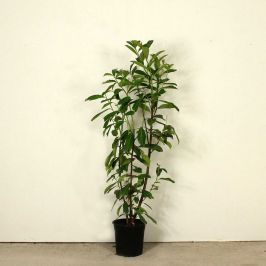 (Prunus 'Rotundifolia' Caucasica) Laurel 'Caucasica' 60/90cm 5L pot