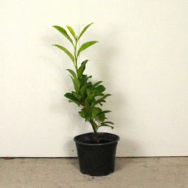 Cherry Laurel 40/60cm 2L pot