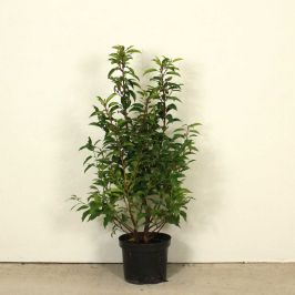 Portuguese Laurel 60/90cm 5L pot