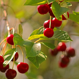 Cherry-Tree-Sunburst-Bare-Root