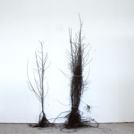 Blackthorn 90/120cm bare root single and bundle