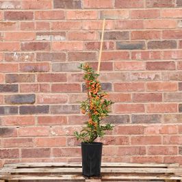 (Pyracantha 'Orange Glow') Pyracantha Orange 40/60cm 2L pot