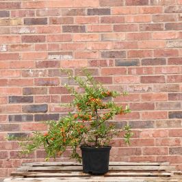 (Pyracantha 'Orange Glow') Pyracantha Orange 60/90cm 5L pot
