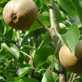 Pear-Tree-Beurre-Hardy-Bare-Root