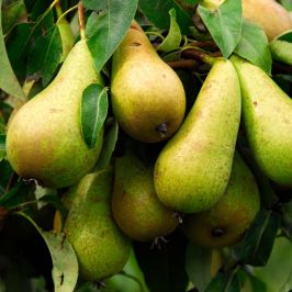 Pear-Tree-Conference-bare-root