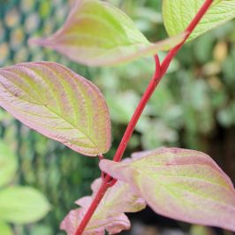 Red Dogwood