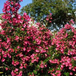 Escallonia rubra macrantha hedge plants