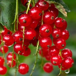 Rovada-Redcurrant-Bare-Root
