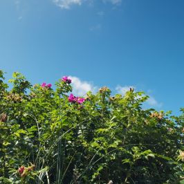 Rosa rugosa 'Rubra' (Pink)