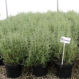 Rosemary Plant pots