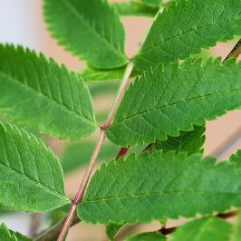 Rowan or Mountain Ash (Sorbus aucuparia) Leaf Close Up