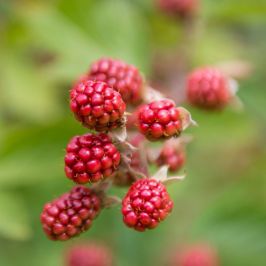 Autumn Bliss Raspberries