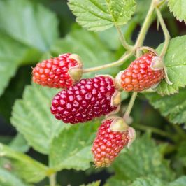 Loganberry-Pot-Grown