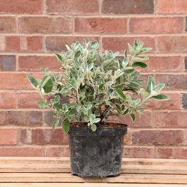 Senecio 'Sunshine' 30/50cm 5L pot