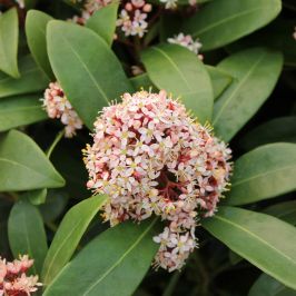 Skimmia japonica 'Rubella' Shrub