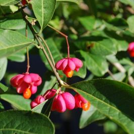 Spindle Hedging Plants (Euonymus europaeus) flowers and foliage close up