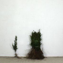 English Yew 30/40cm bare root single and bundle