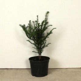English Yew 40/60cm 2L pot