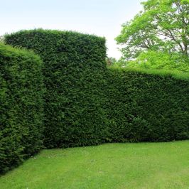 English Yew ( Taxus baccata) hedge