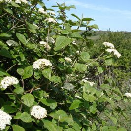 Viburnum lantana ( Wayfaring Tree) hedge