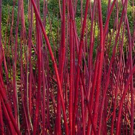 Vivid Red Dogwood (Cornus Alba Sibirica) Leaf Close Up
