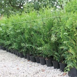 Western Red Cedar pot grown hedge plants
