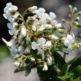 White Escallonia (Escallonia Iveyi) Flowers