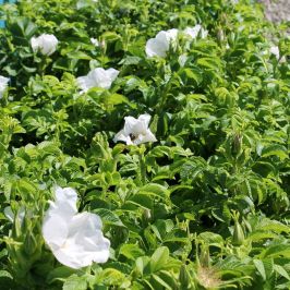 Rosa rugosa 'Alba' (White) hedging