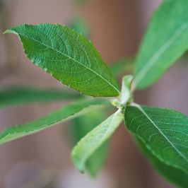 Goat Willow Plants foliage
