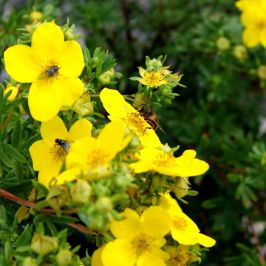 Yellow Potentilla (Potentilla Goldfinger) flowers